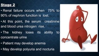 Stage 2
• Renal failure occurs when 75% to
90% of nephron function is lost.
• At this point, the serum creatinine
and blood urea nitrogen rise.
• The kidney loses its ability to
concentrate urine
• Patient may develop anemia
• May develop polyuria and nocturia
 