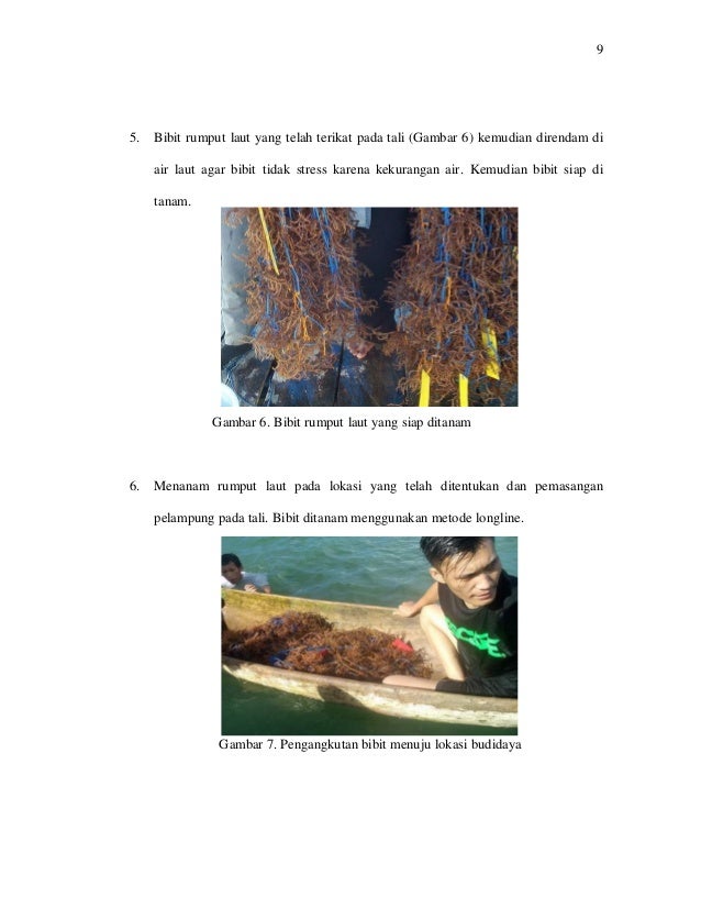 budidaya rumput laut pdf merge tool budidaya rumput laut pdf merge tool