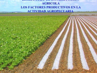 ESTRUCTURA DE LA PRODUCCION
AGRICOLA
LOS FACTORES PRODUCTIVOS EN LA
ACTIVIDAD AGROPECUARIA
 