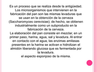 Es un proceso que se realiza desde la antigüedad.
Los microorganismos que intervienen en la
fabricación del pan son las mismas levaduras que
se usan en la obtención de la cerveza
(Saccharomyces cerevisiae); de hecho, se obtienen
industrialmente como un subproducto en la
fabricación de la cerveza.
La elaboración del pan consiste en mezclar, en un
primer paso, harina, agua, sal y levadura. Al entrar
en contacto con el agua, las enzimas amilasas
presentes en la harina se activan e hidrolizan el
almidón liberando glucosa que es fermentada por
la levadura.
el aspecto esponjoso de la misma.
 