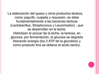 La elaboración del queso y otros productos lácteos,
como yogurth, cuajada y requesón, se debe
fundamentalmente a las bacterias lácticas
(Lactobacillus, Streptococus y Leuconostoc) , que
se desarrollan en la leche.
Hidrolizan el azúcar de la leche, la lactosa, en
glucosa; por fermentación, la glucosa se degrada
liberando energía (los 2 ATP de la glucolisis) y
como producto fina se obtiene el acido lactico.
 