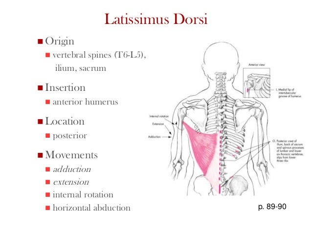 Ess 3092 week 4 student (shoulder)