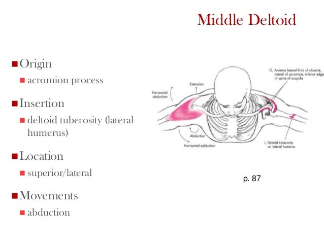 Ess 3092 week 4 student (shoulder)