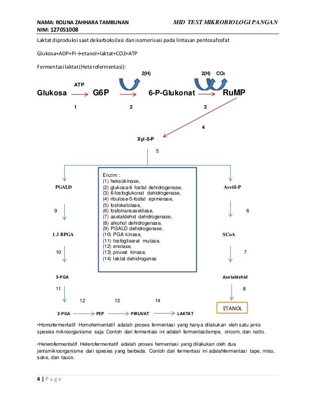 Essai Proses Fermentasi