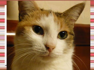 Objectif à long terme
 Indiquez l'objectif poursuivi
 