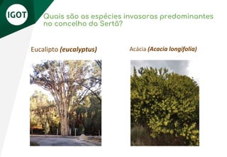 Quais são as espécies invasoras predominantes
no concelho da Sertã?
Eucalipto (eucalyptus) Acácia (Acacia longifolia)
 