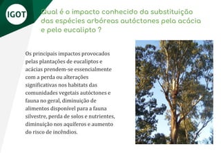 Qual é o impacto conhecido da substituição
das espécies arbóreas autóctones pela acácia
e pelo eucalipto ?
Os principais impactos provocados
pelas plantações de eucaliptos e
acácias prendem-se essencialmente
com a perda ou alterações
significativas nos habitats das
comunidades vegetais autóctones e
fauna no geral, diminuição de
alimentos disponível para a fauna
silvestre, perda de solos e nutrientes,
diminuição nos aquíferos e aumento
do risco de incêndios.
 
