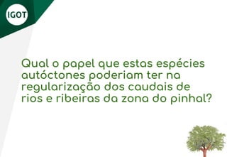 Qual o papel que estas espécies
autóctones poderiam ter na
regularização dos caudais de
rios e ribeiras da zona do pinhal?
 