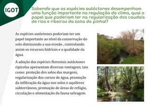 Sabendo que as espécies autóctones desempenham
uma função importante na regulação do clima, qual o
papel que poderiam ter na regularização dos caudais
de rios e ribeiras da zona do pinhal?
As espécies autóctones poderiam ter um
papel importante ao nível da conservação do
solo diminuindo a sua erosão , controlando
assim os recursos hídricos e a qualidade da
água.
A adoção das espécies florestais autóctones
ripícolas apresentam diversas vantagens, tais
como: proteção dos solos das margens,
regularização dos cursos de água, promoção
da infiltração da água nos solos e aquíferos
subterrâneos, promoção de áreas de refúgio,
circulação e alimentação da fauna selvagem.
 