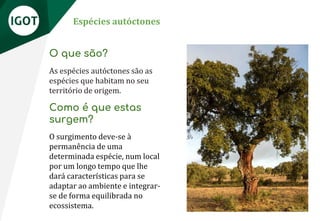 Espécies autóctones
O que são?
As espécies autóctones são as
espécies que habitam no seu
território de origem.
Como é que estas
surgem?
O surgimento deve-se à
permanência de uma
determinada espécie, num local
por um longo tempo que lhe
dará características para se
adaptar ao ambiente e integrar-
se de forma equilibrada no
ecossistema.
 