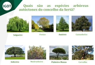Quais são as espécies arbóreas
autóctones do concelho da Sertã?
Pinheiro-Manso
Medronheiro Carvalho
Sobreiro
Castanheiro
Amieiro
Freixo
Salgueiro
 