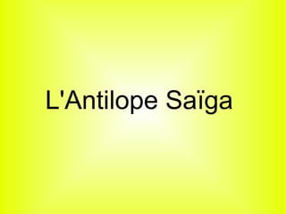 L'Antilope Saïga

 