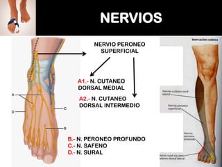 NERVIO PERONEO
SUPERFICIAL

A1.- N. CUTANEO
DORSAL MEDIAL
A2.- N. CUTANEO
DORSAL INTERMEDIO

B.- N. PERONEO PROFUNDO
C.- N. SAFENO
D.- N. SURAL

 