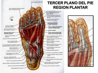 TERCER PLANO DEL PIE
REGION PLANTAR

 