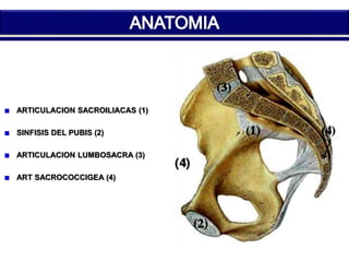 ARTICULACION SACROILIACAS (1) 
SINFISIS DEL PUBIS (2) 
ARTICULACION LUMBOSACRA (3) 
ART SACROCOCCIGEA (4) 
 