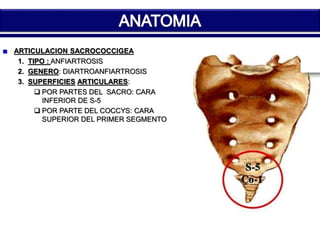 ARTICULACION SACROCOCCIGEA 
1. TIPO : ANFIARTROSIS 
2. GENERO: DIARTROANFIARTROSIS 
3. SUPERFICIES ARTICULARES: 
 POR PARTES DEL SACRO: CARA 
INFERIOR DE S-5 
 POR PARTE DEL COCCYS: CARA 
SUPERIOR DEL PRIMER SEGMENTO 
 
