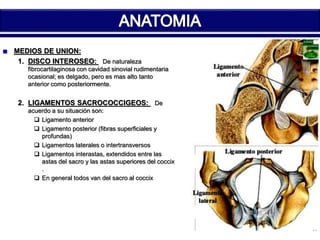 MEDIOS DE UNION: 
1. DISCO INTEROSEO: De naturaleza 
fibrocartilaginosa con cavidad sinovial rudimentaria 
ocasional; es delgado, pero es mas alto tanto 
anterior como posteriormente. 
2. LIGAMENTOS SACROCOCCIGEOS: De 
acuerdo a su situación son: 
 Ligamento anterior 
 Ligamento posterior (fibras superficiales y 
profundas) 
 Ligamentos laterales o intertransversos 
 Ligamentos interastas, extendidos entre las 
astas del sacro y las astas superiores del coccix 
. 
 En general todos van del sacro al coccix 
 