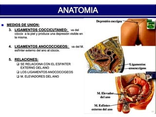 MEDIOS DE UNION: 
3. LIGAMENTOS COCCICUTANEO: va del 
cóccix a la piel y produce una depresión visible en 
la misma. 
4. LIGAMENTOS ANOCOCCIGEOS: va del M. 
esfínter externo del ano al cóccix. 
5. RELACIONES: 
 SE RELACIONA CON EL ESFINTER 
EXTERNO DEL ANO 
 LOS LIGAMENTOS ANOCOCCIGEOS 
 M. ELEVADORES DEL ANO 
 