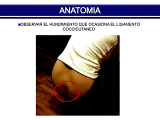 OBSERVAR EL HUNDIMIENTO QUE OCASIONA EL LIGAMENTO 
COCCICUTANEO 
 