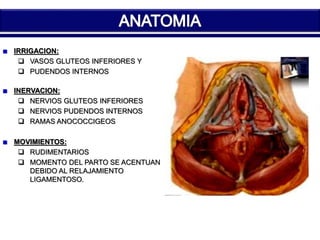 IRRIGACION: 
 VASOS GLUTEOS INFERIORES Y 
 PUDENDOS INTERNOS 
INERVACION: 
 NERVIOS GLUTEOS INFERIORES 
 NERVIOS PUDENDOS INTERNOS 
 RAMAS ANOCOCCIGEOS 
MOVIMIENTOS: 
 RUDIMENTARIOS 
 MOMENTO DEL PARTO SE ACENTUAN 
DEBIDO AL RELAJAMIENTO 
LIGAMENTOSO. 
 