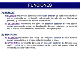 (A) PARADO: 
1) FLEXIÓN: movimiento del coxis en dirección anterior. Se trata de una función 
activa; producida por: contracción del músculo elevador del ano (diafragma 
perineal) y contracción del esfinter anal externo. 
2) EXTENSIÓN: movimiento del coxis en dirección posterior. Es una acción 
pasiva; que sucede ya sea: por la relajación de estos músculos, y/o aumento 
de la presión intraabdominal (defecación, trabajo de parto). 
(B) SENTADO: 
1) FLEXIÓN: movimiento del coxis en dirección anterior. Es una función 
pasiva secundaria a la presión del asiento sobre el coxis. 
2) EXTENSIÓN: movimiento del coxis en dirección posterior. Es también una 
acción pasiva secundaria a un aumento de la presión del asiento sobre el 
contenido pelviano y abdominal. 
 