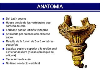 Del Latín coccys 
Hueso propio de los vertebrales que 
carecen de cola 
Formado por las ultimas vertebras 
Articulado por su base con el hueso 
sacro 
Resulta de la fusión de 3 a 5 vertebras 
pequeñas 
Localiza postero-superior a la región anal 
e inferior al sacro (hueso con el que se 
articula) 
Tiene forma de cuña 
No tiene conducto vertebral 
 