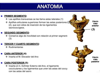 PRIMER SEGMENTO: 
 Las apófisis transversas se les llama astas laterales (1) 
 Apófisis articulares superiores forman las astas posteriores 
(2), que son sitios de inserción de los ligamentos 
sacrococcigeos. 
SEGUNDO SEGMENTO: 
 Conserva algo de movilidad con relación al primer segmento 
(3) 
TERCER Y CUARTO SEGMENTO: 
 Rudimentarias 
CARA ANTERIOR (4): 
 Inserta el M. Elevador del Ano 
CARA POSTERIOR (5): 
 Inserta el m. Esfínter Externo del Ano, el ligamento 
coccicutaneo y los ligamentos que unen las astas del coccys 
con las astas del sacro 
 