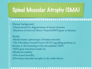 Spinal Muscular Atrophy (SMA) Disease background: -Characterised by degeneration of motor neurons -Mutation of Survival Motor Neuron(SMN) gene in humans Model: -Model mimics phenotype of human disorder -The Fibroblast Growth Factor (FGF) signalling pathway in humans is the homolog to the drosophilas’ SMN  -SMN gene mutation results in: 1)Reduced viability  2)Decreased motility  3)Develops muscular atrophy in the adult thorax 