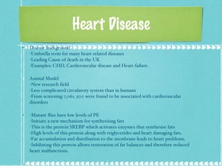 Heart Disease Disease background  -Umbrella term for many heart related diseases -Leading Cause of death in the UK  -Examples: CHD, Cardiovascular disease and Heart failure.  Animal Model -New research field  -Less complicated circulatory system than in humans -From screening 7,061, 500 were found to be associated with cardiovascular disorders -Mutant flies have low levels of PE -Initiate a new mechanism for synthesising fats -This is the protein SREBP which activates enzymes that synthesise fats -High levels of this protein along with triglycerides and heart damaging fats. -Fat accumulation and distribution to the membrane leads to heart problems. -Inhibiting this protein allows restoration of fat balances and therefore reduced heart malfunctions. 