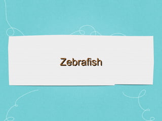 Zebrafish 