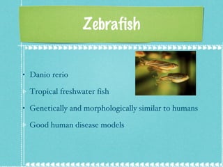 Zebrafish Danio rerio Tropical freshwater fish Genetically and morphologically similar to humans  Good human disease models 