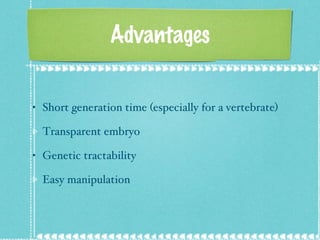 Advantages Short generation time (especially for a vertebrate)  Transparent embryo  Genetic tractability  Easy manipulation 