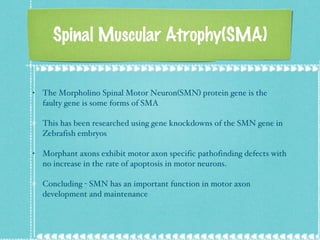 Spinal Muscular Atrophy(SMA) The Morpholino Spinal Motor Neuron(SMN) protein gene is the faulty gene is some forms of SMA This has been researched using gene knockdowns of the SMN gene in Zebrafish embryos Morphant axons exhibit motor axon specific pathofinding defects with no increase in the rate of apoptosis in motor neurons. Concluding - SMN has an important function in motor axon development and maintenance 