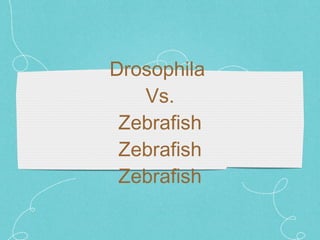 Drosophila  Vs. Zebrafish Zebrafish Zebrafish 