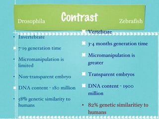 Contrast Invertebrate 7-19 generation time Micromanipulation is limited Non-transparent embryo DNA content - 180 million 58% genetic similarity to humans Vertebrate 3-4 months generation time Micromanipulation is greater Transparent embryos  DNA content - 1900 million 82% genetic similaritiey to humans  Drosophila Zebrafish 