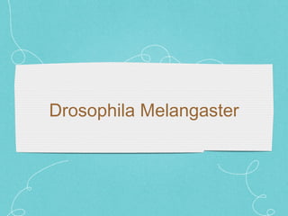 Drosophila Melangaster 