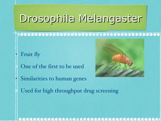 Drosophila Melangaster Fruit fly One of the first to be used  Similarities to human genes Used for high throughput drug screening 