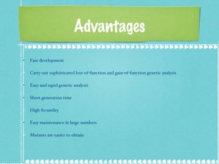 Advantages Fast development Carry out sophisticated loss-of-function and gain-of-function genetic analysis Easy and rapid genetic analysis  Short generation time High fecundity  Easy maintenance in large numbers Mutants are easier to obtain 