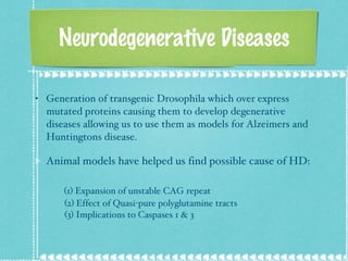 Neurodegenerative Diseases Generation of transgenic Drosophila which over express mutated proteins causing them to develop degenerative diseases allowing us to use them as models for Alzeimers and Huntingtons disease. Animal models have helped us find possible cause of HD:    (1) Expansion of unstable CAG repeat    (2) Effect of Quasi-pure polyglutamine tracts   (3) Implications to Caspases 1 & 3  