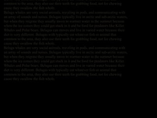 diet is very different. Belugas with typically eat whatever fish or animal that
common to the area, they also use their teeth for grabbing food, not for chewing
cause they swallow the fish whole.
Beluga whales are very social animals, traveling in pods, and communicating with
an array of sounds and noises. Belugas typically live in arctic and sub-arctic waters,
but when they migrate they usually move to warmer water in the summer because
when the ice comes they could get stuck in it and be food for predators like Killer
Whales and Polar bears. Belugas can moves and live in varied water because their
diet is very different. Belugas with typically eat whatever fish or animal that
common to the area, they also use their teeth for grabbing food, not for chewing
cause they swallow the fish whole.
Beluga whales are very social animals, traveling in pods, and communicating with
an array of sounds and noises. Belugas typically live in arctic and sub-arctic waters,
but when they migrate they usually move to warmer water in the summer because
when the ice comes they could get stuck in it and be food for predators like Killer
Whales and Polar bears. Belugas can moves and live in varied water because their
diet is very different. Belugas with typically eat whatever fish or animal that
common to the area, they also use their teeth for grabbing food, not for chewing
cause they swallow the fish whole.

 