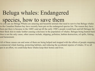 Beluga whales: Endangered
species, how to save them

As you can see Beluga Whales are amazing and beautiful animals that need to survive but Beluga whales
in the Canadian Hudson bay have recently been put on the endangered species list. The reason they have
been put there is because in the 1600’s and up till the early 1900’s people would hunt and kill Belugas for
their thick skin to make leather causing a decrease in the population of whales. Belugas being hunted back
then is not the only cause, other causes include, shipping, pollution, habitat destruction, oil spills, fishing,
and harassment.
All of these causes can and some of them are being helped and stopped with the efforts of people stopping
commercial whale hunting, protecting habitats, and reducing the accidental injuries of whales. If we all
put in an effort, we could help these whales keep their homes and lives.

 