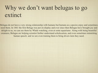 Why we don’t want belugas to go
extinct
Belugas do not have a very strong relationship with humans but humans as a species enjoy and sometimes
need them. In 1861 the first Beluga was put on display and ever since then Belugas have brought joy and
delight to us, we can see them by Whale watching, even at some aquariums Along with being beautiful
creatures, Belugas are helping scientist further understand echolocation, and even sometimes mimicking
human speech. and we are even training them to bring divers item they need.

 