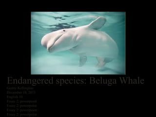 Endangered species: Beluga Whale
Genny Kellington
December 10, 2013
English 10
Essay 2: powerpoint
Essay 2: powerpoint
Essay 2: powerpoint
Essay 2: powerpoint

 