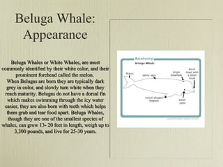 Beluga Whale:
Appearance
Beluga Whales or White Whales, are most
commonly identified by their white color, and their
prominent forehead called the melon.
When Belugas are born they are typically dark
grey in color, and slowly turn white when they
reach maturity. Belugas do not have a dorsal fin
which makes swimming through the icy water
easier, they are also born with teeth which helps
them grab and tear food apart. Beluga Whales,
though they are one of the smallest species of
whales, can grow 13- 20 feet in length, weigh up to
3,300 pounds, and live for 25-30 years.

 
