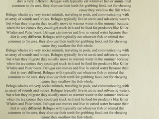diet is very different. Belugas with typically eat whatever fish or animal that
common to the area, they also use their teeth for grabbing food, not for chewing
cause they swallow the fish whole.
Beluga whales are very social animals, traveling in pods, and communicating with
an array of sounds and noises. Belugas typically live in arctic and sub-arctic waters,
but when they migrate they usually move to warmer water in the summer because
when the ice comes they could get stuck in it and be food for predators like Killer
Whales and Polar bears. Belugas can moves and live in varied water because their
diet is very different. Belugas with typically eat whatever fish or animal that
common to the area, they also use their teeth for grabbing food, not for chewing
cause they swallow the fish whole.
Beluga whales are very social animals, traveling in pods, and communicating with
an array of sounds and noises. Belugas typically live in arctic and sub-arctic waters,
but when they migrate they usually move to warmer water in the summer because
when the ice comes they could get stuck in it and be food for predators like Killer
Whales and Polar bears. Belugas can moves and live in varied water because their
diet is very different. Belugas with typically eat whatever fish or animal that
common to the area, they also use their teeth for grabbing food, not for chewing
cause they swallow the fish whole.
Beluga whales are very social animals, traveling in pods, and communicating with
an array of sounds and noises. Belugas typically live in arctic and sub-arctic waters,
but when they migrate they usually move to warmer water in the summer because
when the ice comes they could get stuck in it and be food for predators like Killer
Whales and Polar bears. Belugas can moves and live in varied water because their
diet is very different. Belugas with typically eat whatever fish or animal that
common to the area, they also use their teeth for grabbing food, not for chewing
cause they swallow the fish whole.

 