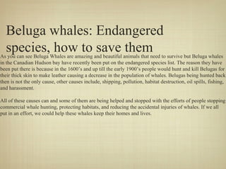 Beluga whales: Endangered
species, how to save them

As you can see Beluga Whales are amazing and beautiful animals that need to survive but Beluga whales
in the Canadian Hudson bay have recently been put on the endangered species list. The reason they have
been put there is because in the 1600’s and up till the early 1900’s people would hunt and kill Belugas for
their thick skin to make leather causing a decrease in the population of whales. Belugas being hunted back
then is not the only cause, other causes include, shipping, pollution, habitat destruction, oil spills, fishing,
and harassment.
All of these causes can and some of them are being helped and stopped with the efforts of people stopping
commercial whale hunting, protecting habitats, and reducing the accidental injuries of whales. If we all
put in an effort, we could help these whales keep their homes and lives.

 