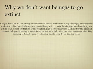 Why we don’t want belugas to go
extinct
Belugas do not have a very strong relationship with humans but humans as a species enjoy and sometimes
need them. In 1861 the first Beluga was put on display and ever since then Belugas have brought joy and
delight to us, we can see them by Whale watching, even at some aquariums Along with being beautiful
creatures, Belugas are helping scientist further understand echolocation, and even sometimes mimicking
human speech. and we are even training them to bring divers item they need.

 
