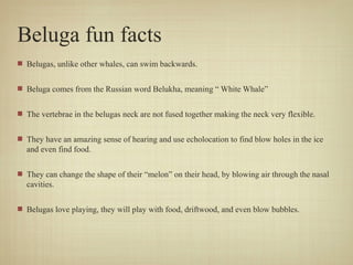 Beluga fun facts
Belugas, unlike other whales, can swim backwards.
Beluga comes from the Russian word Belukha, meaning “ White Whale”
The vertebrae in the belugas neck are not fused together making the neck very flexible.
They have an amazing sense of hearing and use echolocation to find blow holes in the ice
and even find food.
They can change the shape of their “melon” on their head, by blowing air through the nasal
cavities.
Belugas love playing, they will play with food, driftwood, and even blow bubbles.

 
