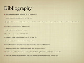 Bibliography
"Basic Facts About Beluga Whales." Beluga Whale. N.p., n.d. Web. 08 Dec. 2013.

"BELUGA WHALE." BELUGA WHALE. N.p., n.d. Web. 09 Dec. 2013.

"Beluga Whale (Delphinapterus Leucas) - Office of Protected Resources - NOAA Fisheries." Beluga Whale (Delphinapterus Leucas) - Office of Protected Resources - NOAA Fisheries. N.p., n.d. Web. 10
Dec. 2013.

"Beluga Whale." National Geographic. N.p., n.d. Web. 10 Dec. 2013.

"Beluga Whale." Seaworld.org. N.p., n.d. Web. 10 Dec. 2013.

"Belugas." Vancouver Aquarium. N.p., n.d. Web. 10 Dec. 2013.

"Beluga Whale." Wikipedia. Wikimedia Foundation, 12 Oct. 2013. Web. 10 Dec. 2013.

"Beluga Whale." Wikipedia. Wikimedia Foundation, 12 Oct. 2013. Web. 10 Dec. 2013.

"Canadian Wildlife Federation: Beluga Whale." Canadian Wildlife Federation: Beluga Whale. N.p., n.d. Web. 10 Dec. 2013.

"Canadian Wildlife Federation: Marine." Canadian Wildlife Federation: Marine. N.p., n.d. Web. 10 Dec. 2013.

Travel, Marsea Nelson, WWF. "Ten Interesting Facts about Beluga Whales."WorldWildlife.org. World Wildlife Fund, 12 Sept. 2011. Web. 10 Dec. 2013.

"Whales | IFAW - International Fund for Animal Welfare." Whales | IFAW - International Fund for Animal Welfare. N.p., n.d. Web. 10 Dec. 2013.

 
