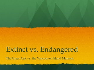 Extinct vs. Endangered
The Great Auk vs. the Vancouver Island Marmot.

 